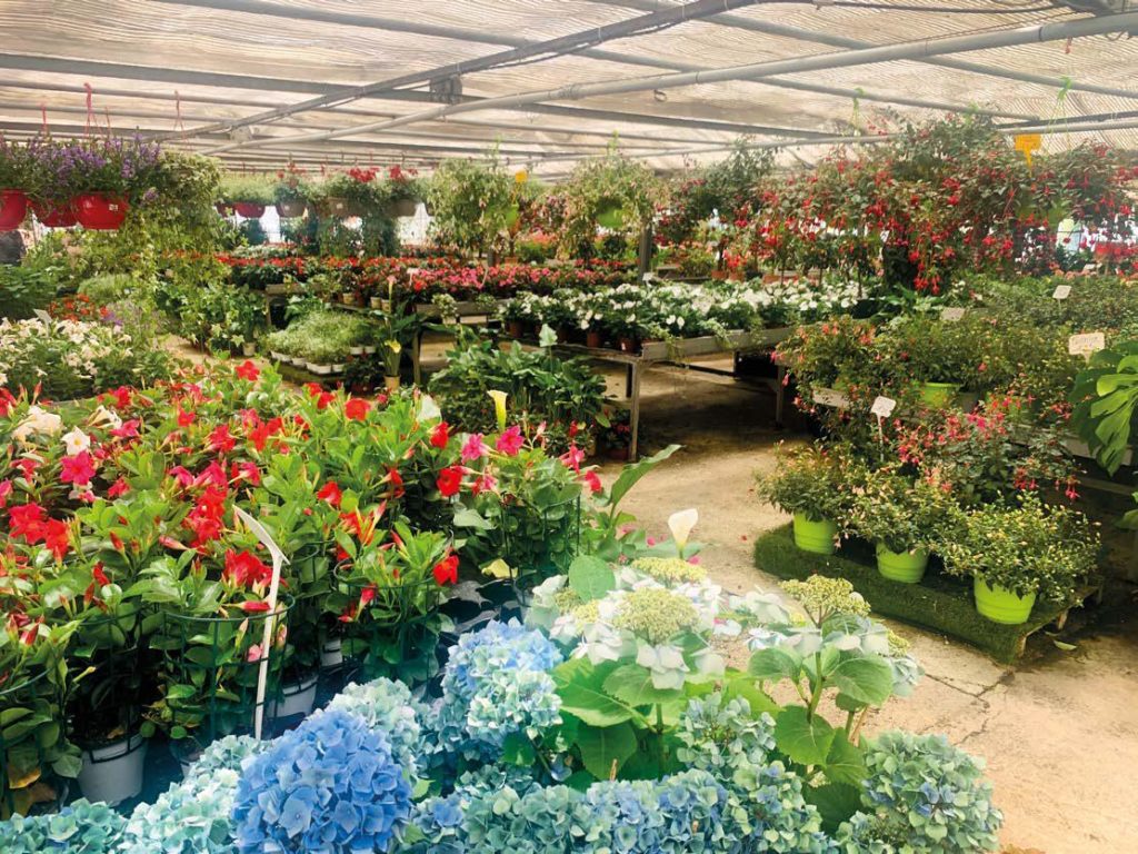 Pépinière SainteMarguerite 30 ans de passion In Magazines