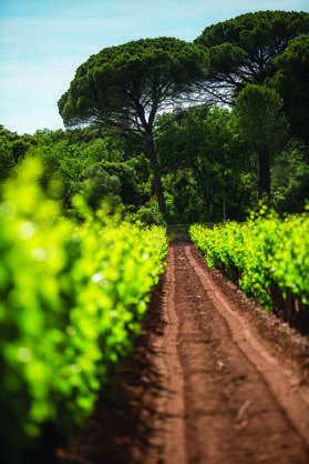 LES VIGNOBLES CHEVRON VILLETTE – Vins de Provence