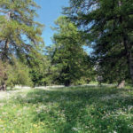 Immersion bucolique pourLA NUIT DES FORÊTS EN PACA