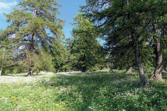 Immersion bucolique pourLA NUIT DES FORÊTS EN PACA