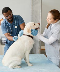 VALIMMO REIM mise sur les établissements de soins animaliers