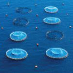 A CANNES, UNE NOUVELLE FERME AQUACOLE plus durable et responsable