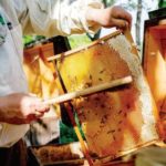 UN NOUVEAU NECTAR dévoilé au Château de Crémat