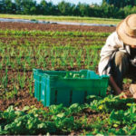 « Un appel à projets pour soutenir et accélérer L’INSTALLATIONEN BIO EN PACA »